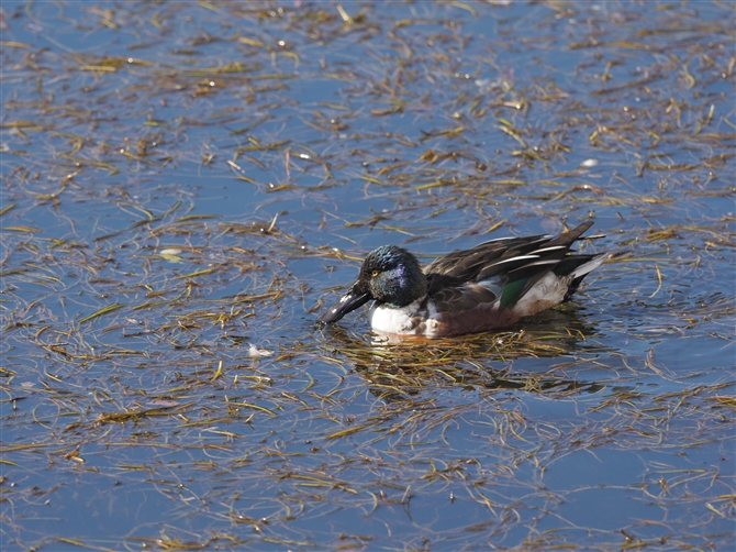 nVrK,Northern Shoveler